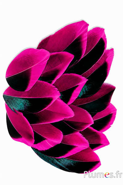 Petali in piume - 5-8 x 3-4 cm - fucsia-nero